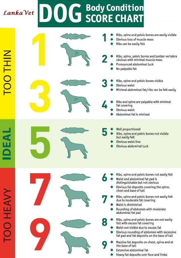 Dog Body Condition Score Chart