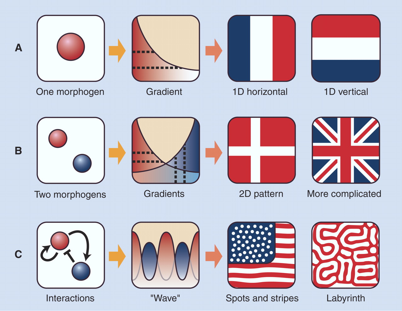 the-laughing-mathematician-mathematical-biology-morphogens