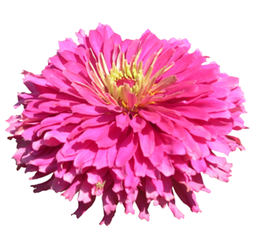 19+ Fleur Fond Transparent, Untuk Mempercantik Rumah