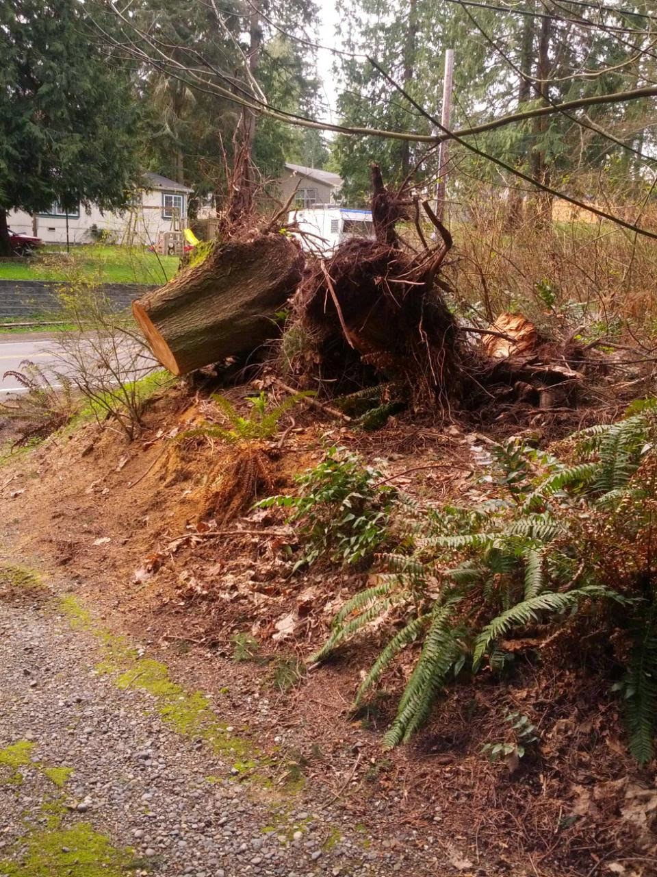Brads Stump and Tree Service Arlington, Washington Before and After