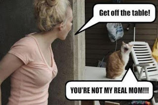 10 Funny Cat Memes - Vip Family is Pets