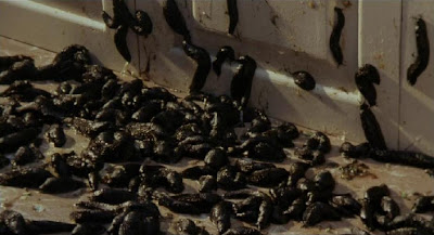 lesmas por toda a parte