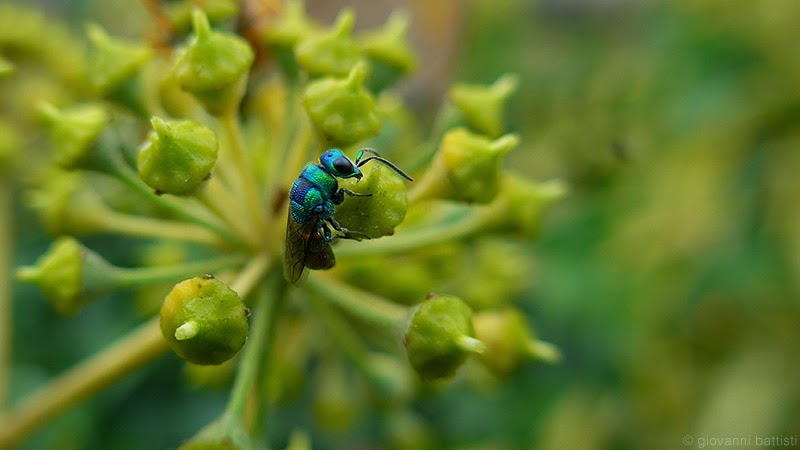 Fotografia di insetto su fiore edera
