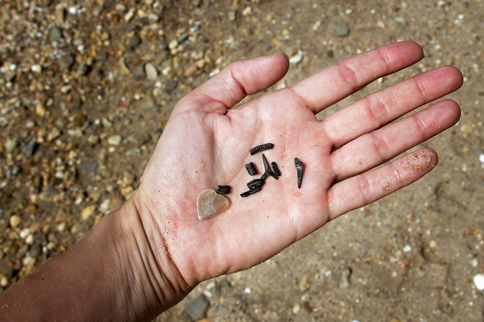 The Cullinan Family Fossil Hunting at Purse State Park