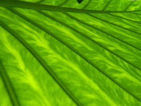 Allan Gardens Conservatory Philodendron leaf underside backlit by garden muses-not another Toronto gardening blog