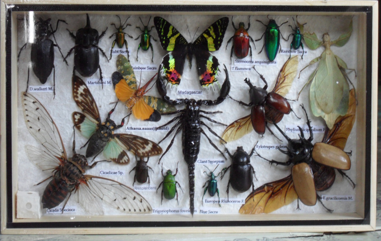 Thailand Insects &Butterflies frame