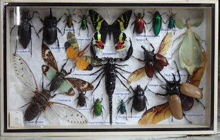 Thailand Insects &Butterflies frame: Real Multiple Insect Bugs Beetles ...