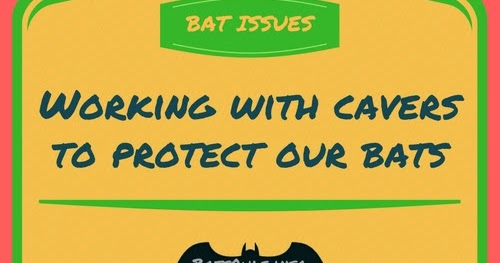 Working with cavers to protect our bats