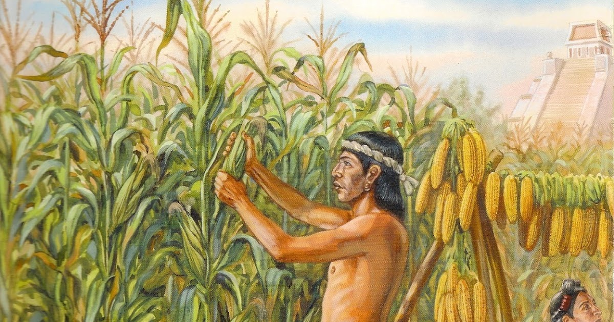 Чем занимались люди в те времена. Земледелие индейцев Северной Америки. Ацтеки земледелие. Золотая кукуруза инков. Индейцы Ацтеки сельское хозяйство.