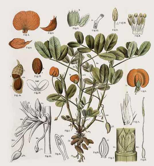 арахис. хозяйство африки презентация. арахис презентация. проект на тему бобовые растения. арахис боб.