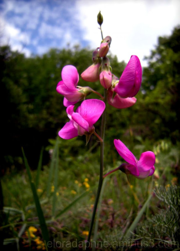 Wild Orchid   Plant  Nature Photos   Elora Daphne Photography
