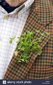 AlamyStock Photo is a shot of traditional Shamrocks worn on lapels on St. Paddy's Day