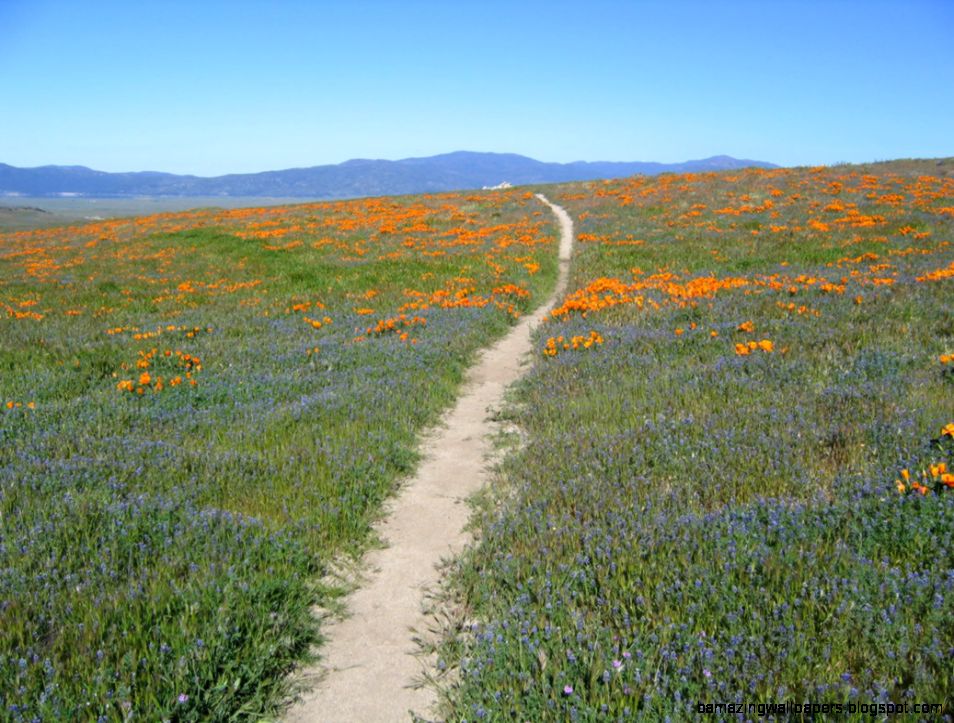 World Top Journeys Pacific Crest Trail