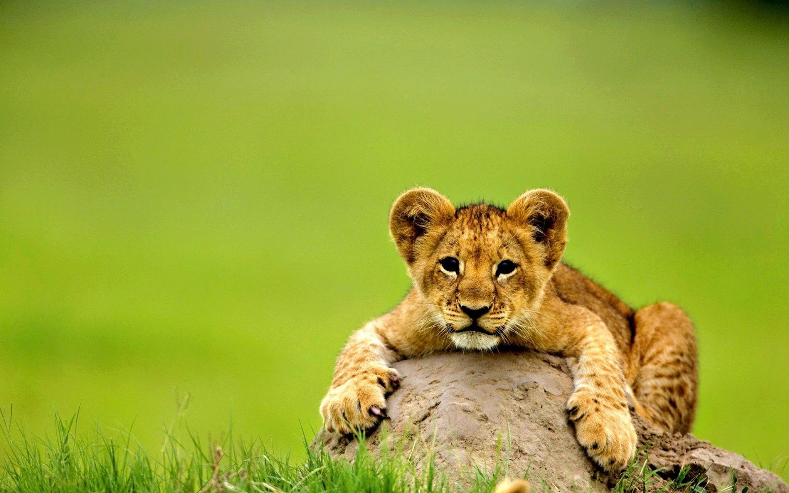 Loin Animal Image - Jiohrin
