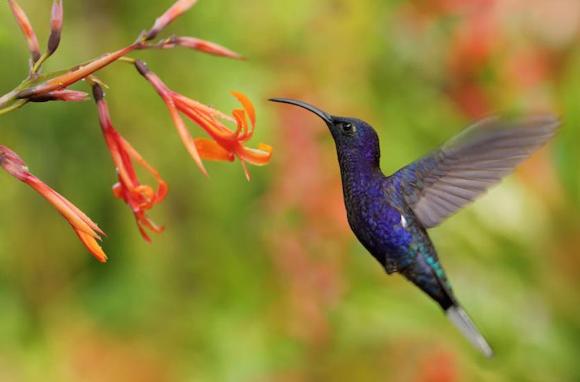 Cara Menangkap Burung Kolibri Ninja Konin Sangkarlapis