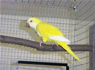 Blue Quaker Parrots: Quaker Parrot Color Variations