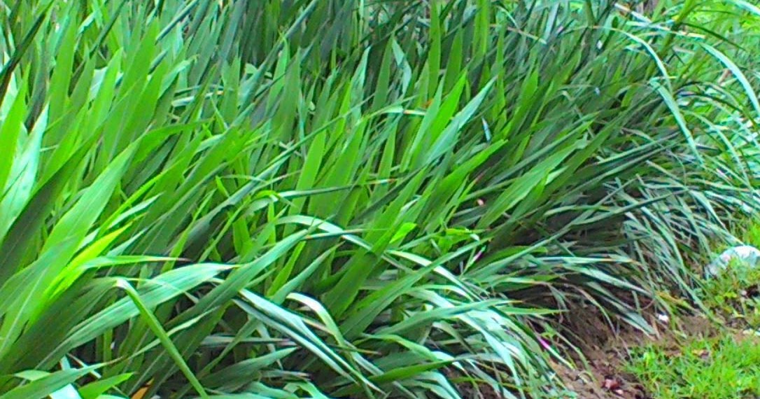 Berbagai Pakan Rerumputan untuk Ternak Kelinci | PoultryShop Indonesia