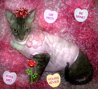Coco the Cornish Rex cat Valentine's Day Candy Hearts