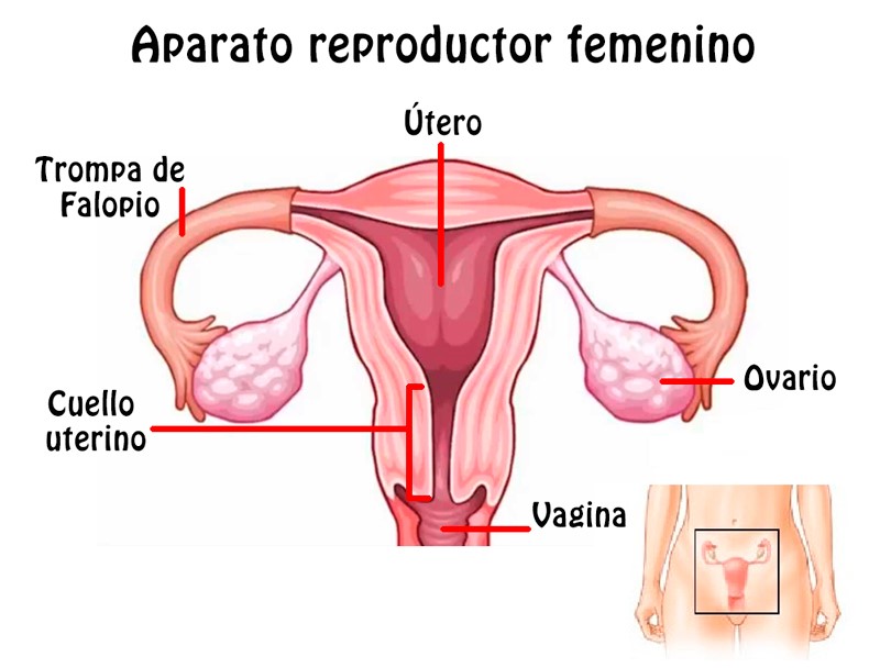 aparo reproductor femenino