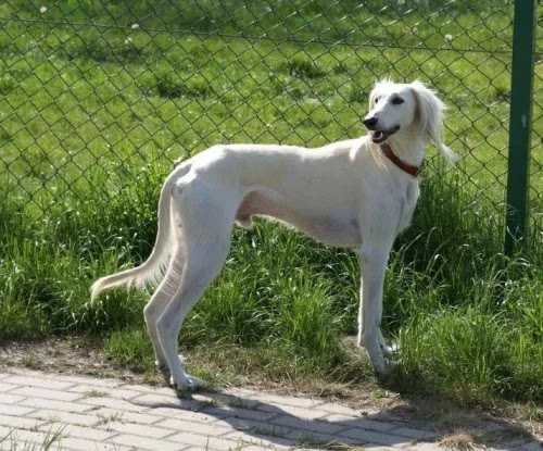 pashmi dog price