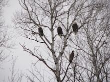 Off the beaten path... Eagles along the Mississippi River near Jacobson, Minnesota