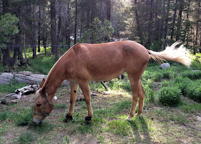 How to Go Horse Camping - Where to Keep Your Horse - hobbles