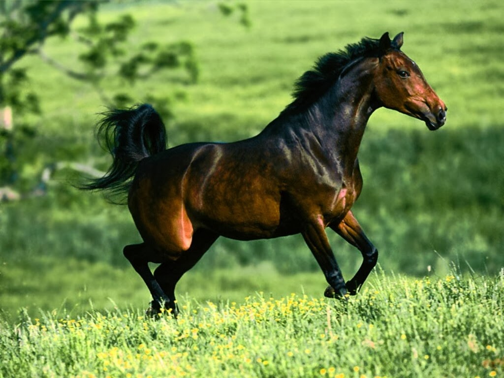 Fondos de pantalla de Caballos - Wallpapers HD | Colorear a Heidi