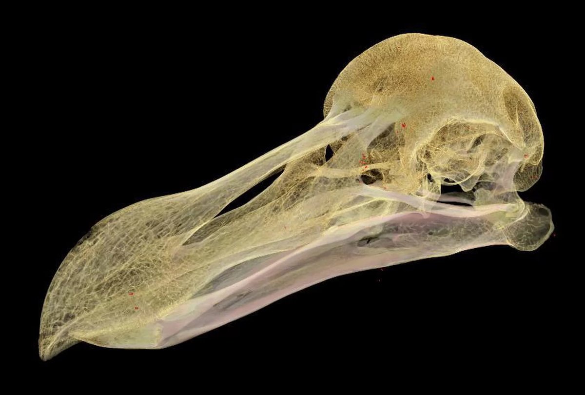 Sobre esto y aquello El dodo de Alicia en el país de las maravillas