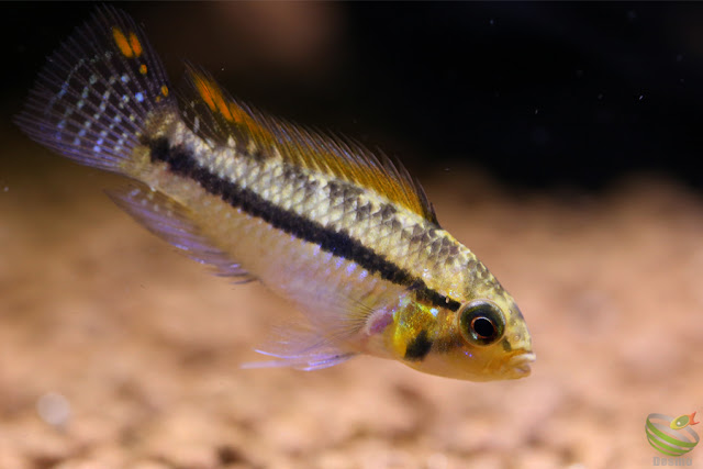 Apistogramma Luelingi from Rio Apere F1