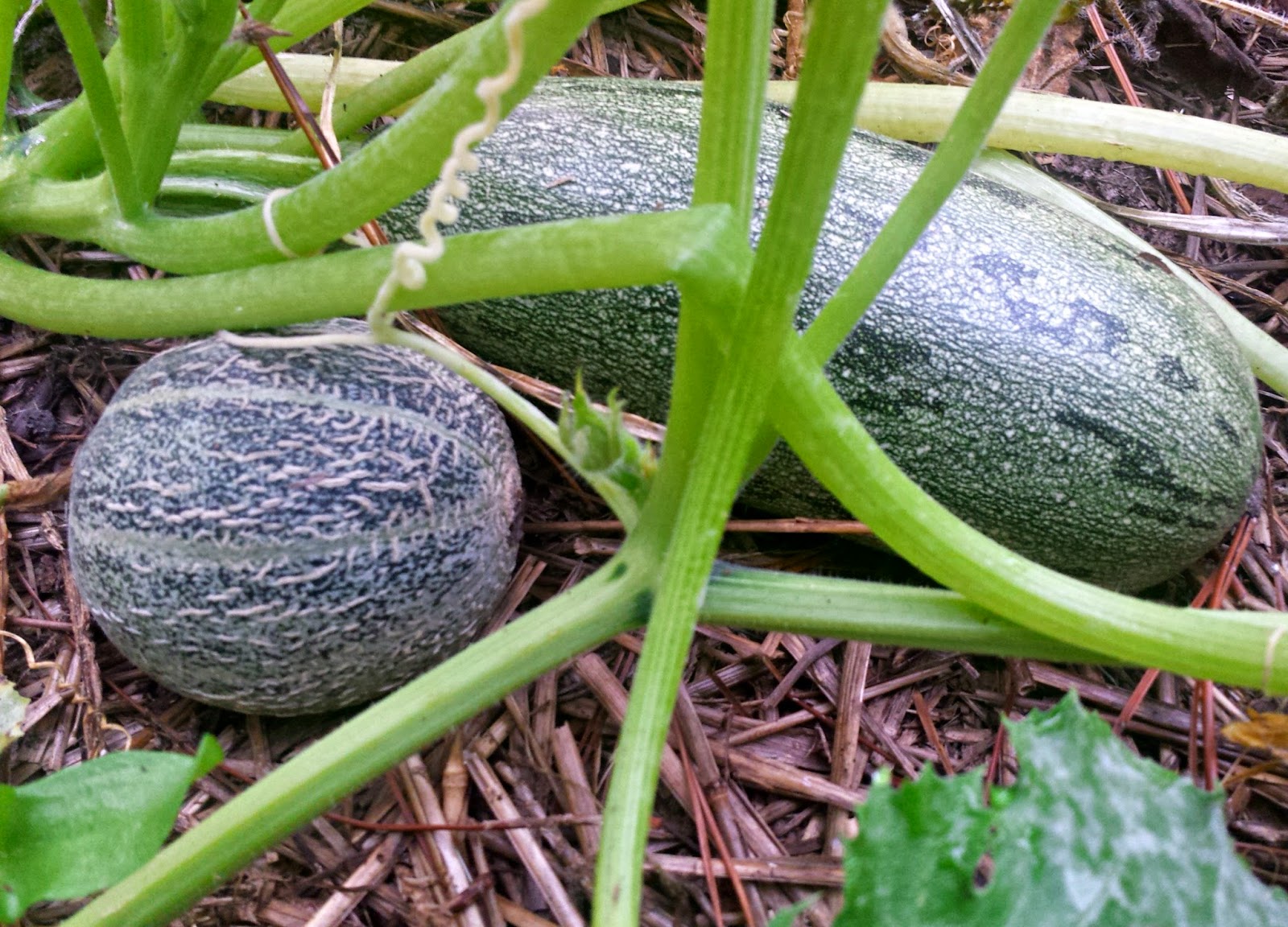 Our Melon and Squash Garden The Harvest Fresh Eggs Daily® with Lisa