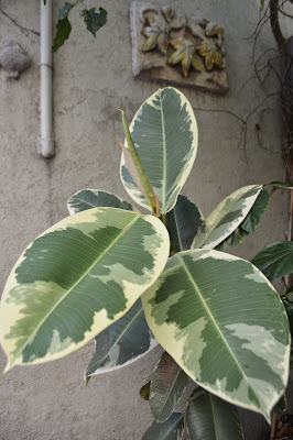 Ficus Elastica variegada.