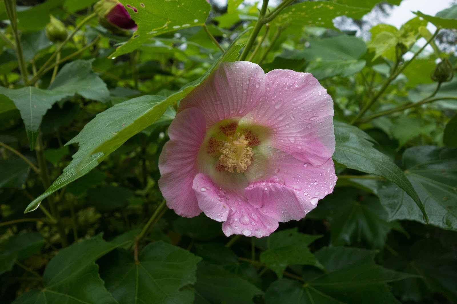 Flower Gallery Cotton rosemallow フヨウ（芙蓉 Hibiscus mutabilis）