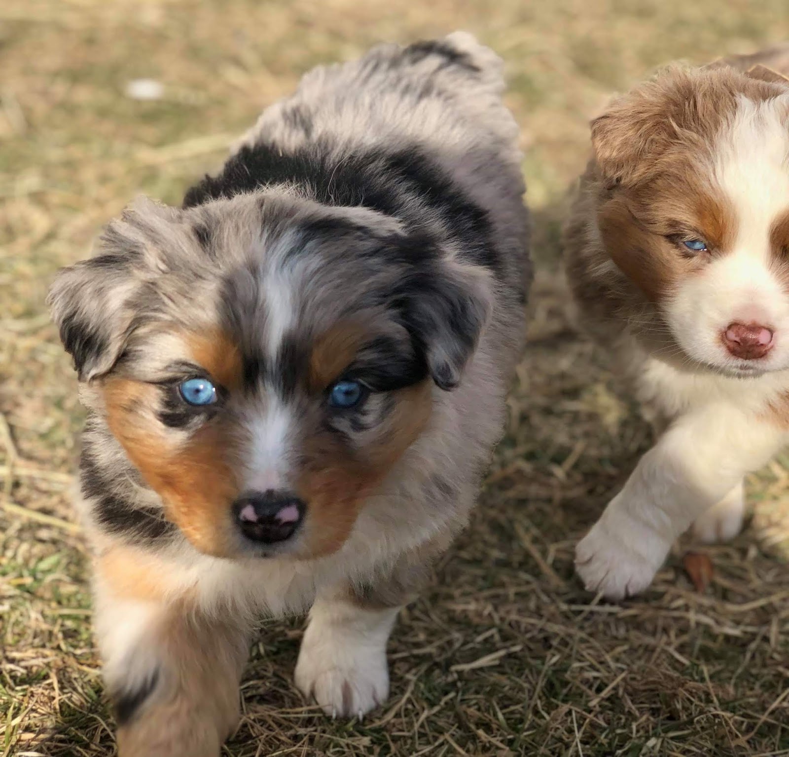 Aussie Puppies For Sale