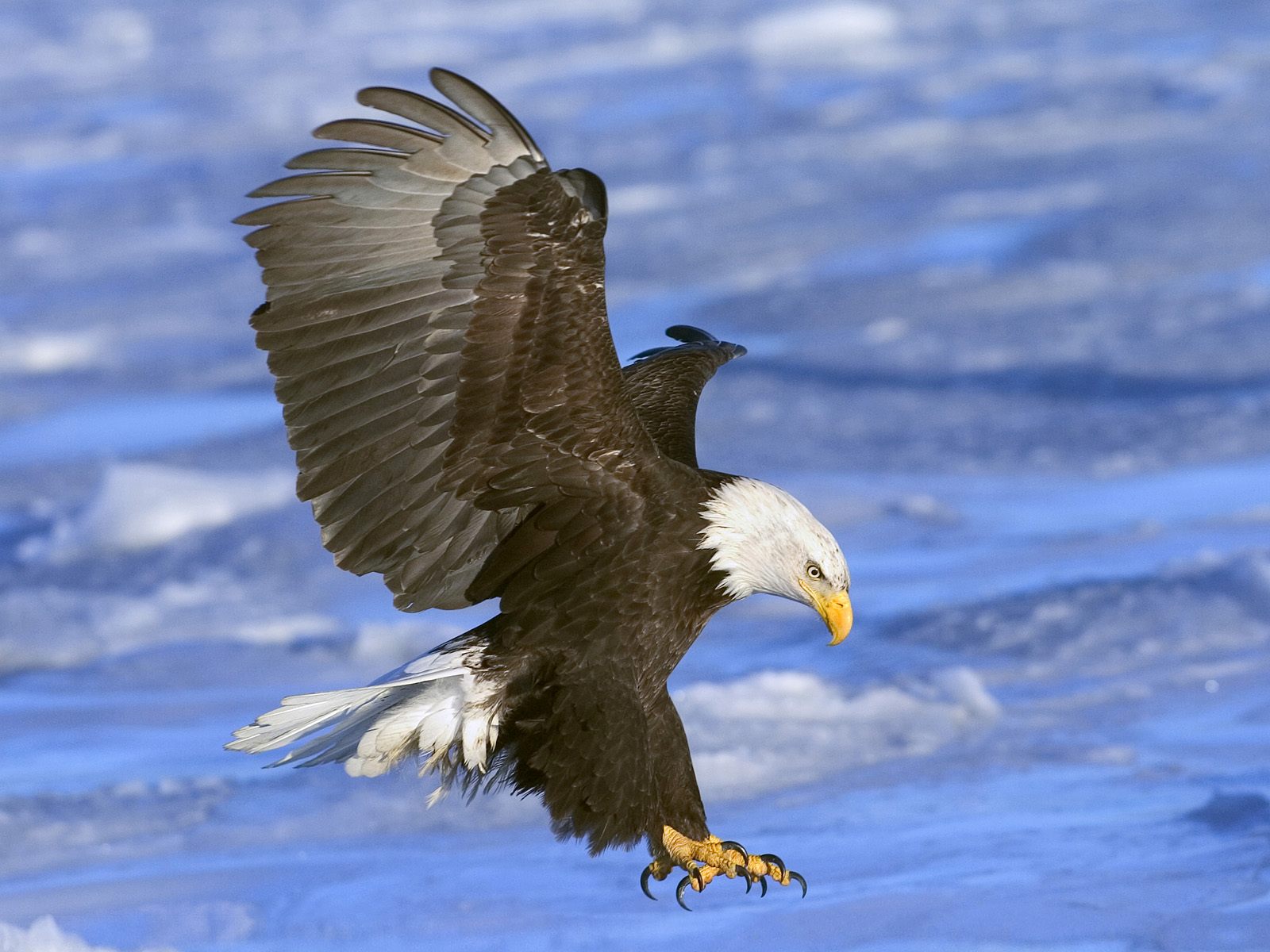 Aves Hermosas Imágenes de Aves en Alta Definicion Bird Wallpapers