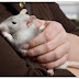 Cientistas descobrem que ratos parecem conseguir domesticar a si mesmos sem a intervenção humana