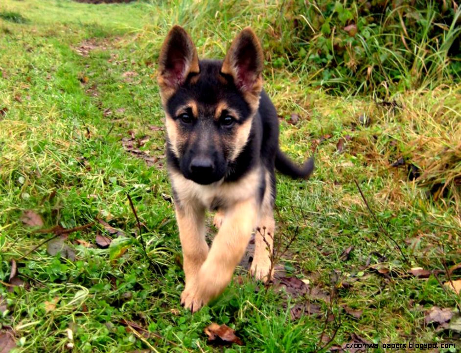 Awesome German Shepherd Puppy Hd Images Desktop Dog Wallpapers