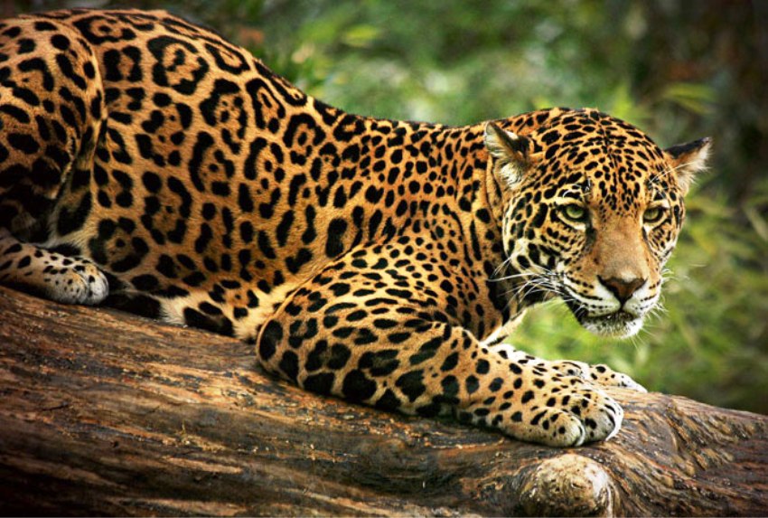 ONÇA PINTADA (Panthera onça) ~ Conhecimento é tudo