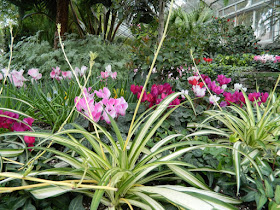 Toronto Allan Gardens Conservatory Spring Flower Show 2013 showing layers of spider plants, cyclamen, dusty miller, camellias and English ivy by garden muses: a Toronto gardening blog