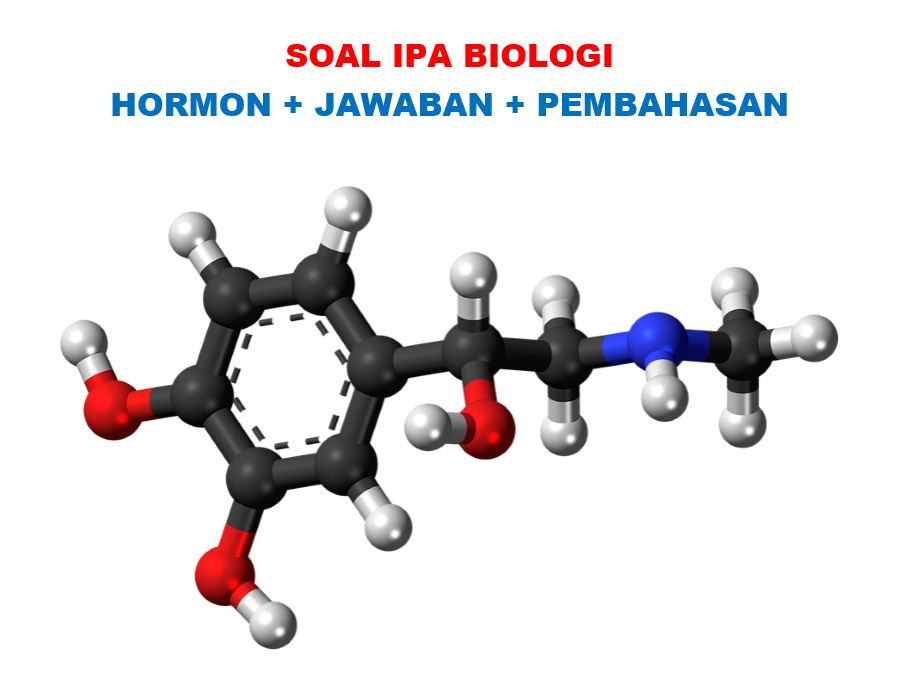 50 Soal Pilihan Ganda Tentang Hormon Beserta Jawaban Sma Muttaqin Id