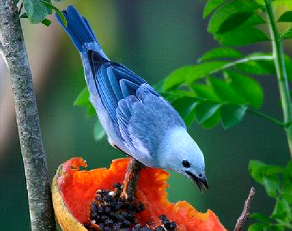 Bellas Aves de El Salvador: Thraupis episcopus (tángara azulejo) Residente