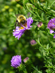 New England aster Symphyotrichum novae-angliae by garden muses not another Toronto gardening blog