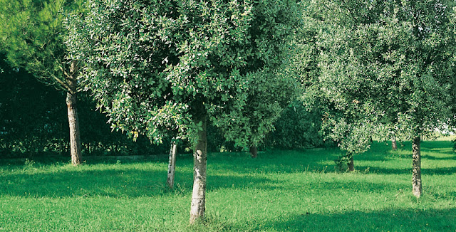 alberi-da-giardino-sempreverdi-a-crescita-rapida