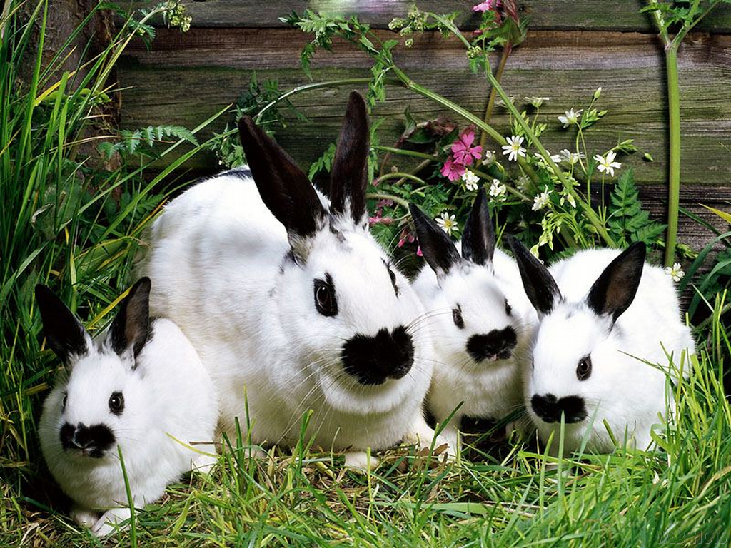 Top 33 Beautiful And Cute Rabbit Wallpapers In HD