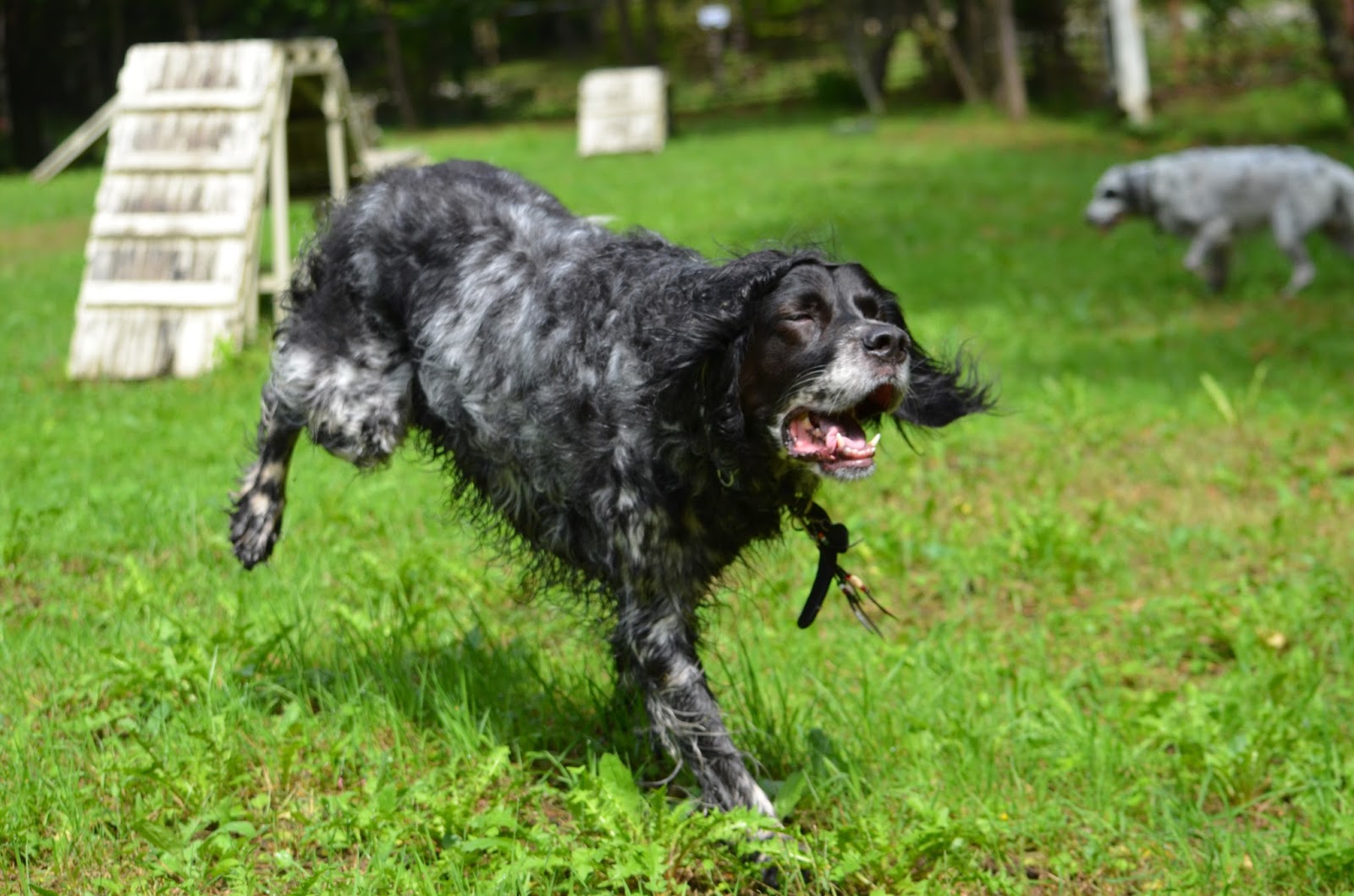 Gundog rescue Claire Black Moon Rising