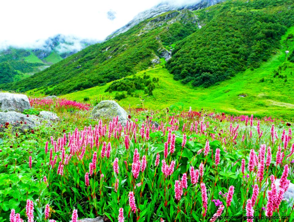VALLEY OF FLOWERS WITH AULI  BADRINATH 8Days  Divine Tourz