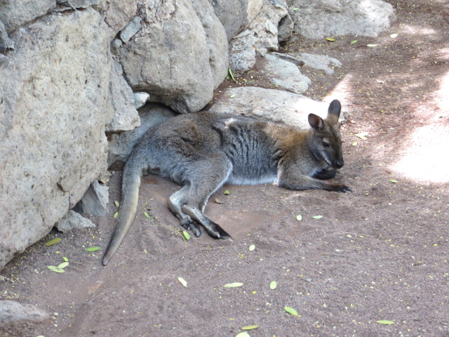 kangaroo palmitos park gran canaria
