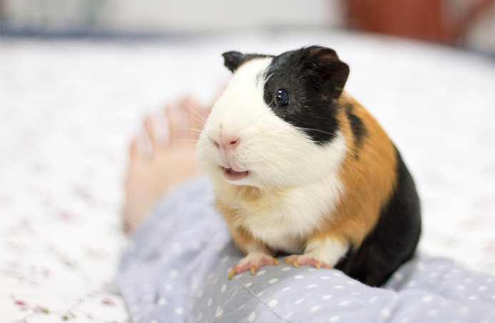 fotografia-cobaya-kevin