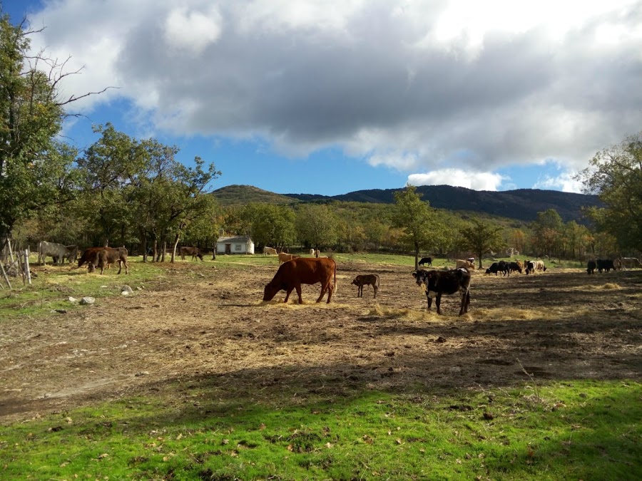 Ganado-Rascafría