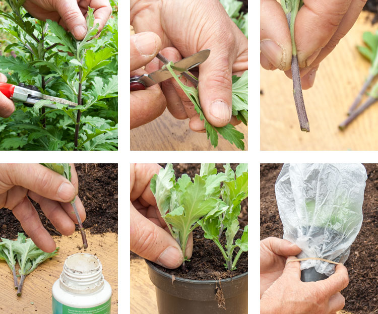 Honeysuckle Uk Stock Photos Honeysuckle Uk Stock Images Alamy