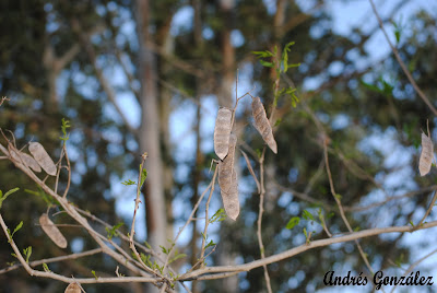 Ñapinday Acacia bonariensis